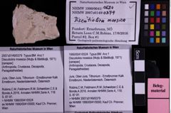 Foto (Objekt + Etiketten) von Discutiolira moesica (Muţiu & Bădăluţă, 1971) (NHMW-GEO-1990-0041-0524)